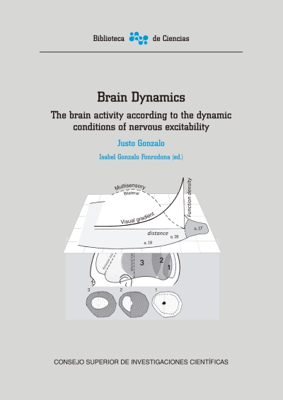 Brain Dynamics. The brain activity according to the dynamic conditions of nervous excitability